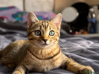 Mixed Breed cats 1 SCOTTISH STRAIGHT BENGAL HYBRID MIX FEMALE - Advert 3