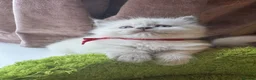 Ragdoll cats for sale: Pawtrait Perfect Ragdoll kittens in Hemel Hempstead - Advert 7