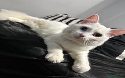 Persian cats for sale: Sell post - Image 6