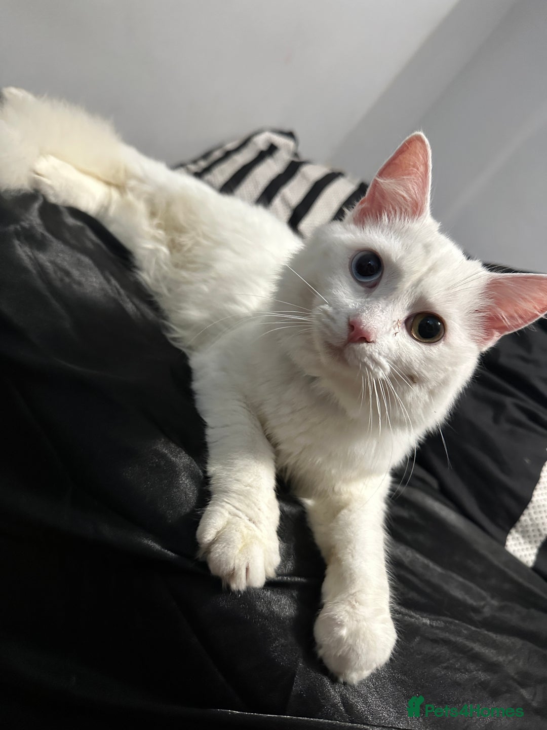 Persian cats for sale: Sell post - Image 6