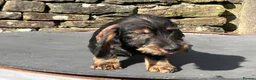 Dachshund dogs for sale: Wirehaired Dachshund Teckel KC registered puppies  - Advert 26