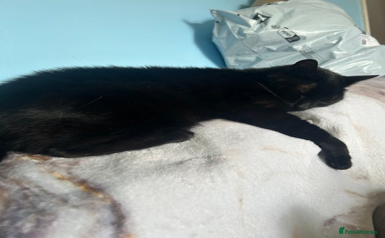 Mixed Breed cats - Advert 4