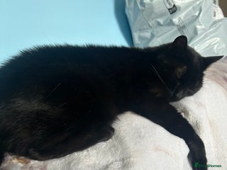 Mixed Breed cats - Advert 22