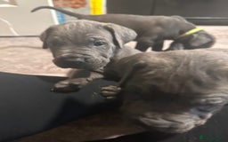 Cane Corso dogs for sale: Cane corso puppies - Image 7