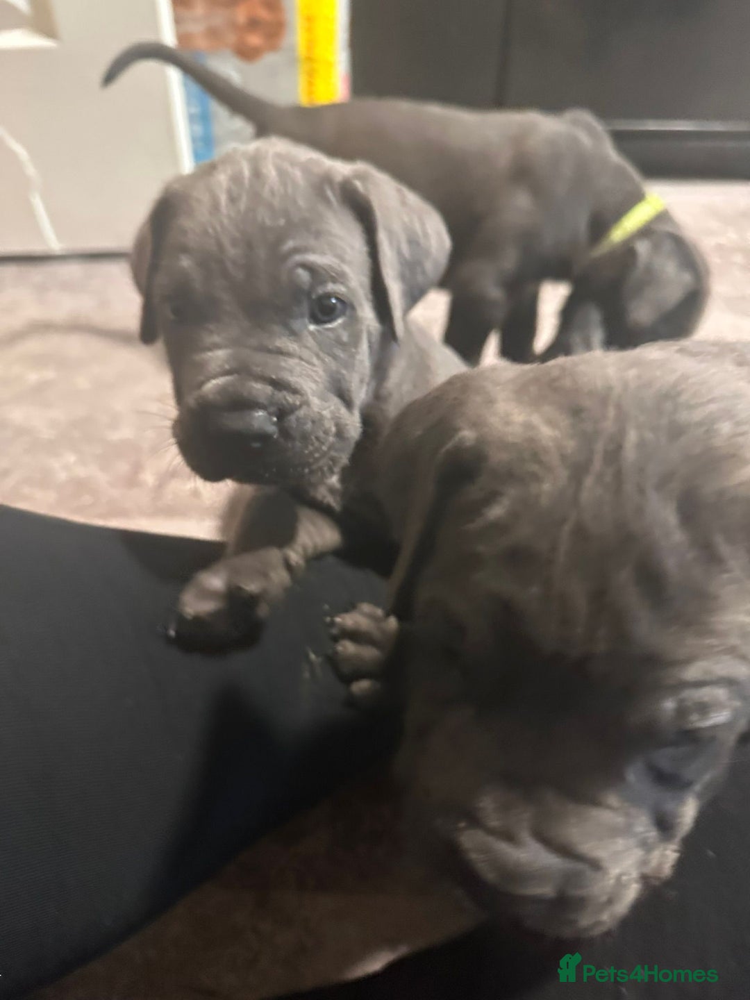 Cane Corso dogs for sale: Cane corso puppies - Image 7