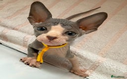Sphynx cats for sale: Four beautiful Sphynx kittens for sale 🤍 - Image 4