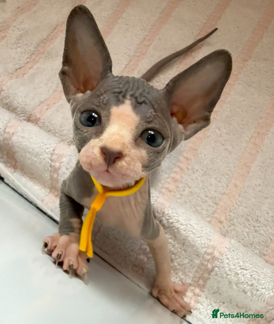 Sphynx cats for sale: Four beautiful Sphynx kittens for sale 🤍 - Image 4