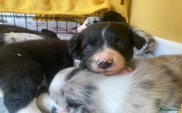 Border Collie dogs for sale: Border Collie Pups Merle, Tri-colour & Blk/wht - Image 1