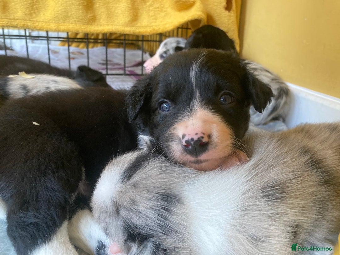 Border Collie dogs for sale: Border Collie Pups Merle, Tri-colour & Blk/wht - Image 1