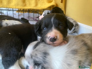 Border Collie dogs - Advert 1