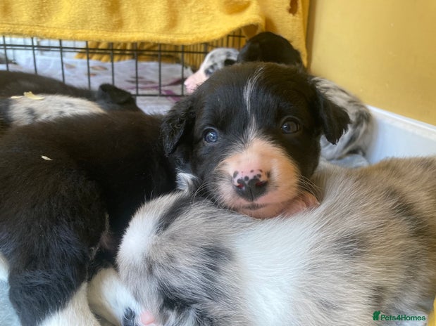 Border Collie dogs - Advert 3