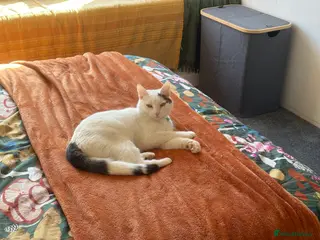 Mixed Breed cats Outdoor Cat Seeking Rural Home - Advert 5