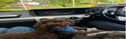 Toy Poodle dogs for sale: Red Toy Poodle for sale  - Advert 2