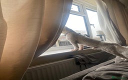 Lowchen dogs for adoption: 🐾 Meet BEAR — He is READY FOR A FRESH START 🧸 - Advert 6