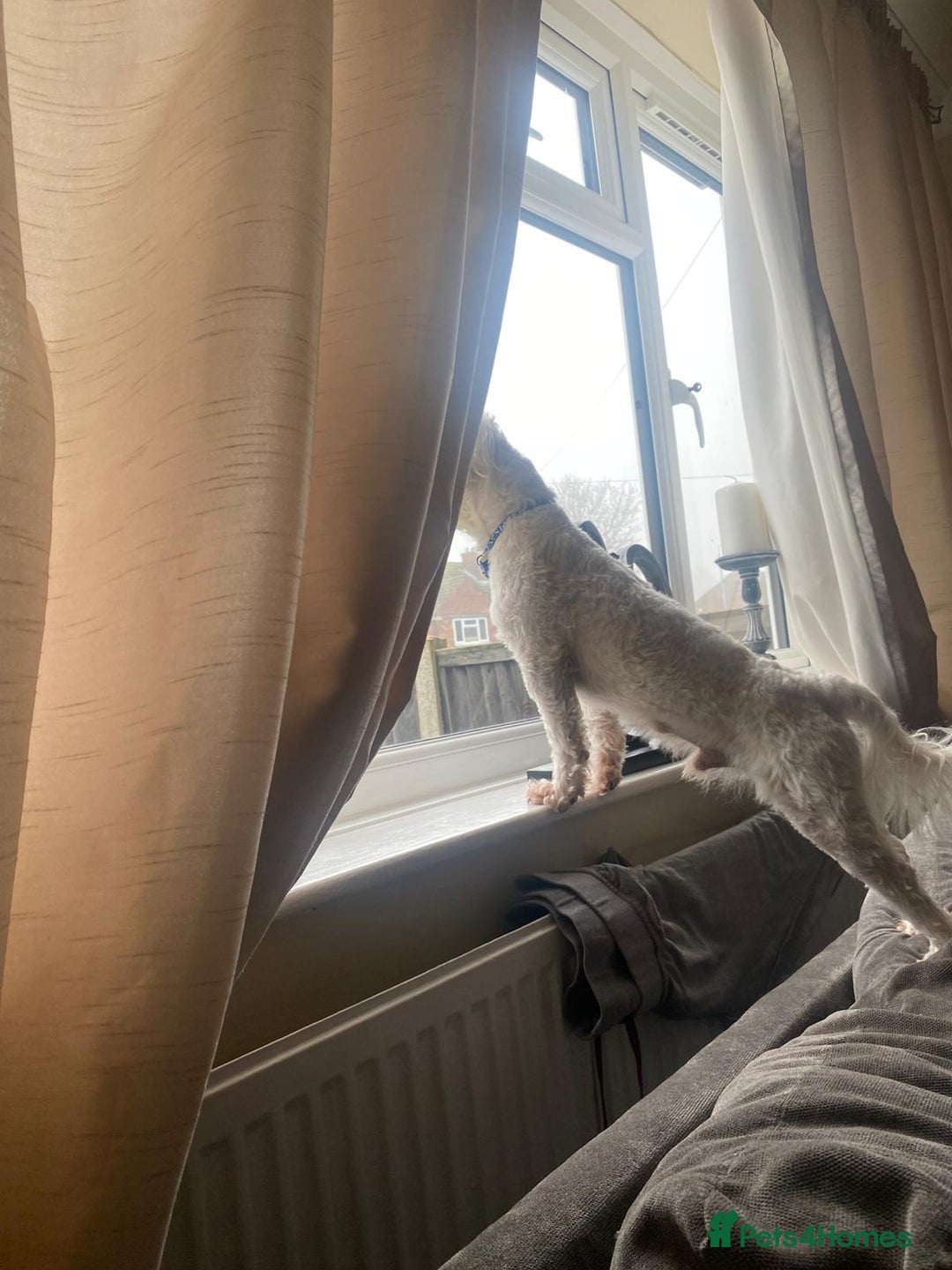 Lowchen dogs for adoption: 🐾 Meet BEAR — He is READY FOR A FRESH START 🧸 - Advert 6