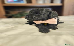 Toy Poodle dogs for sale: Toy poodle puppies D.N.A clear. - Image 4