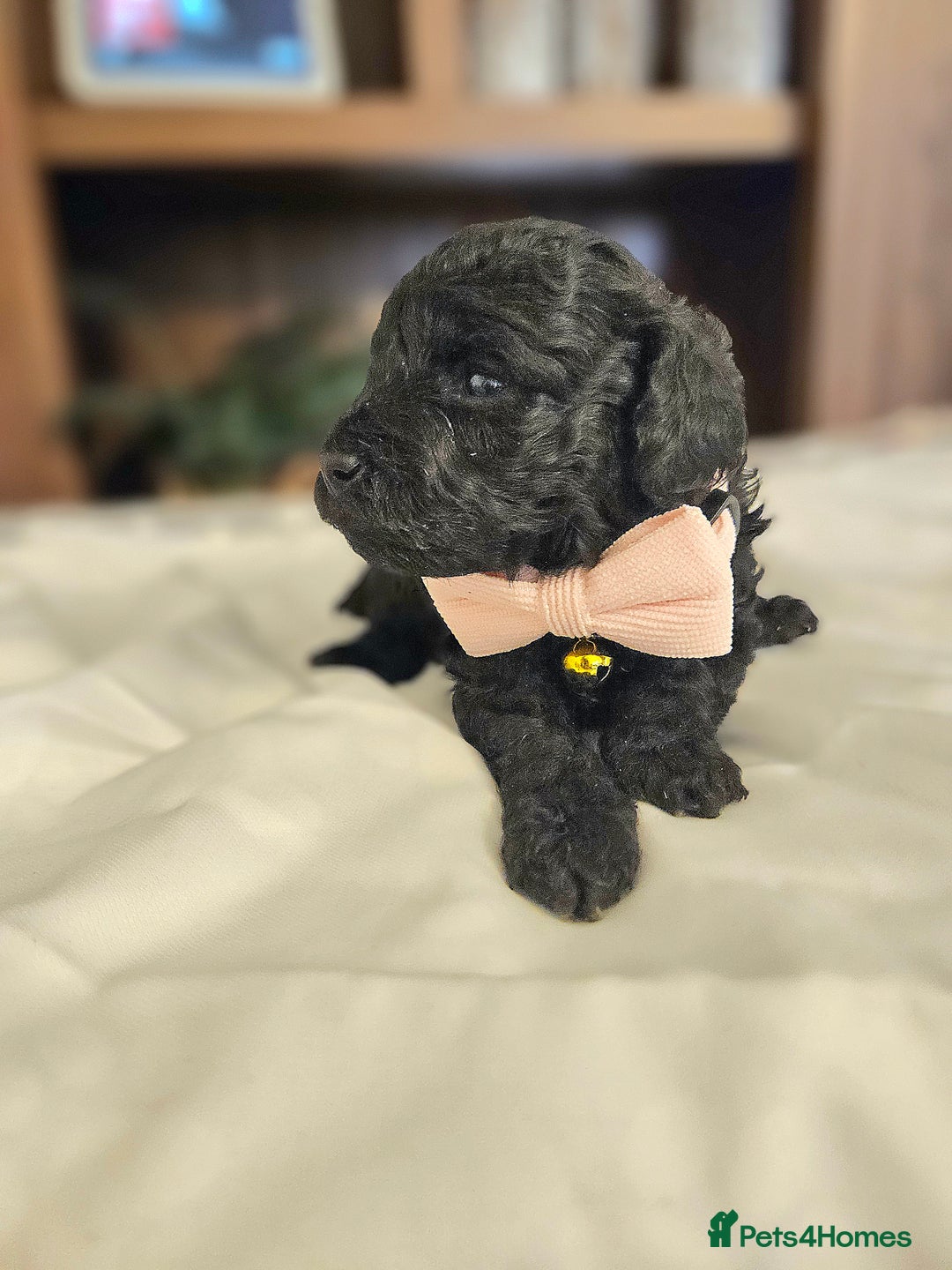 Toy Poodle dogs for sale: Toy poodle puppies D.N.A clear. - Image 4