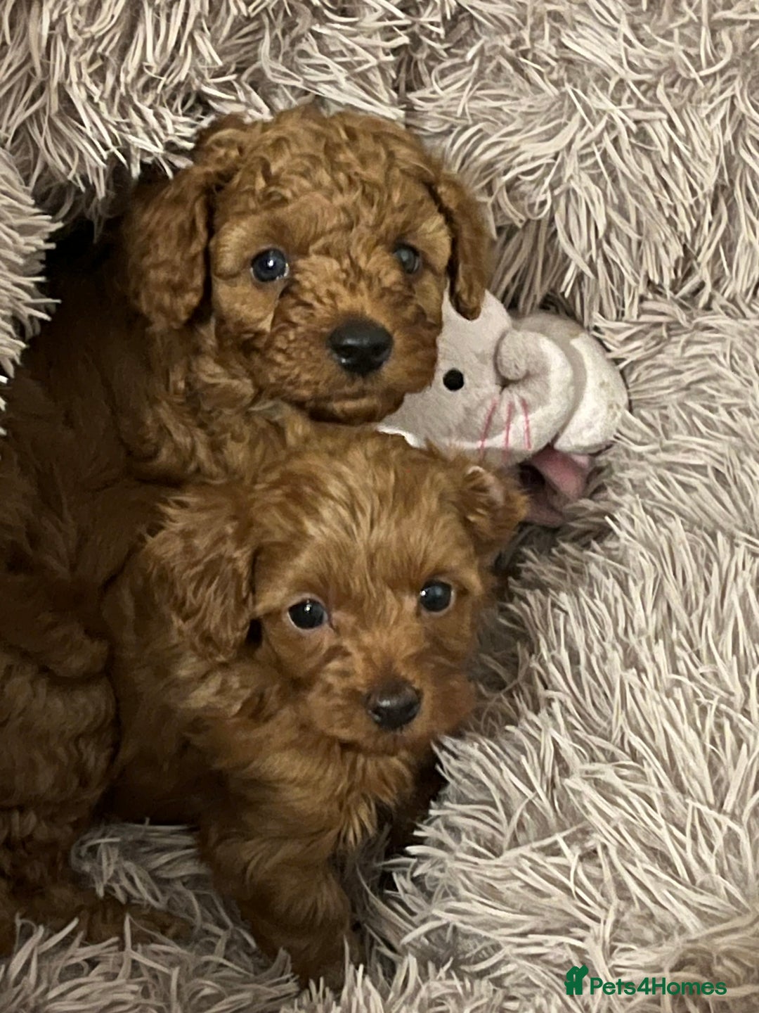 Cavapoo dogs for sale: 5⭐️⭐️⭐️⭐️⭐️F1b Curly Teddy Cavapoo’s DNA/heart  - Image 16