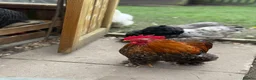 Chickens poultry for sale: Hatching eggs Pekin bantams & silkie  - Advert 9