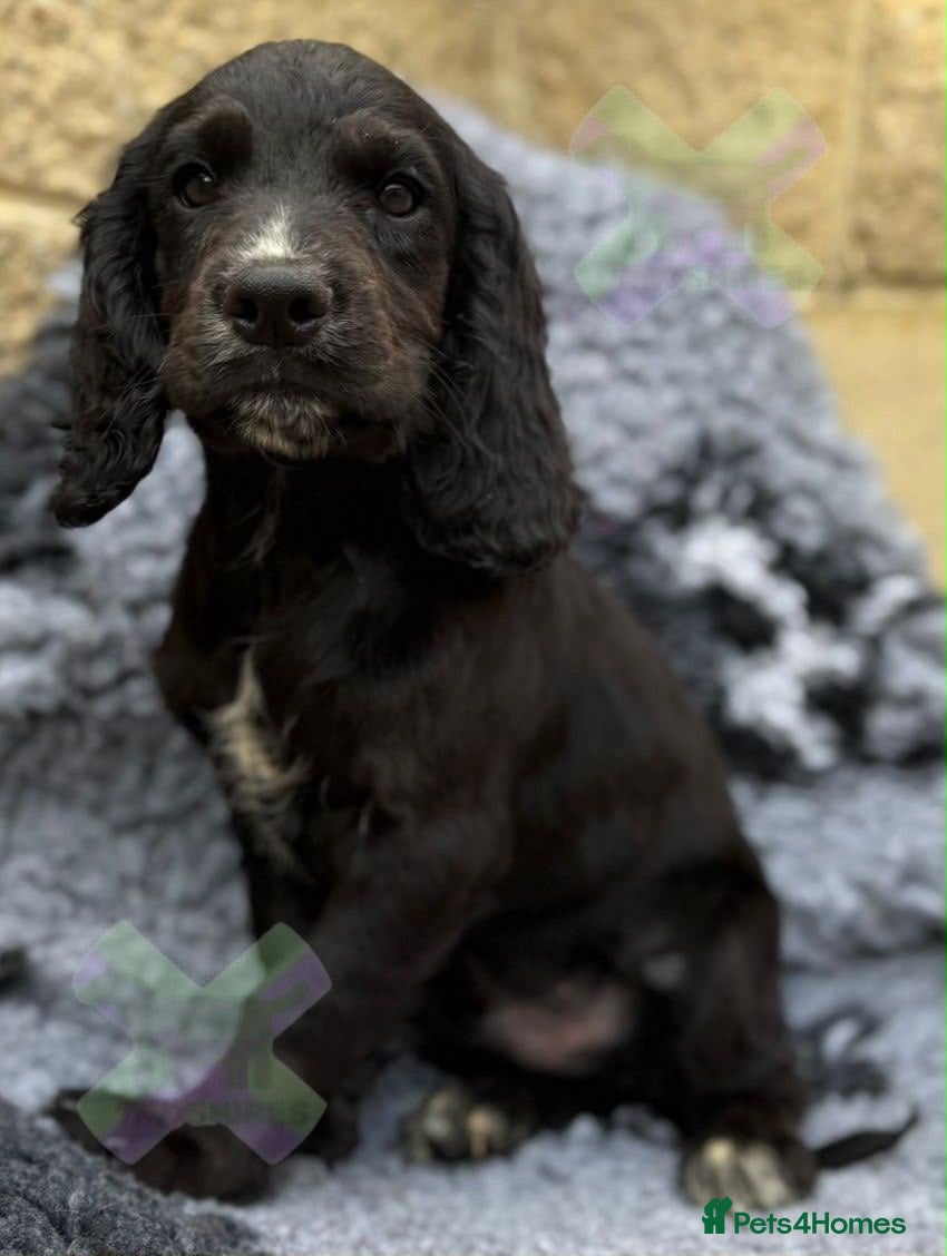 Cocker Spaniel dogs Kc cocker spaniels  17 DNA HEALTH TESTED  - Advert 2