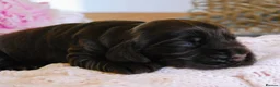 Cocker Spaniel dogs for sale: Show type KC Reg Cocker Spaniel Puppies Available - Advert 21