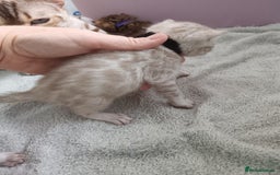 Bengal cats for sale: Tica RG pure bengals  - Image 14