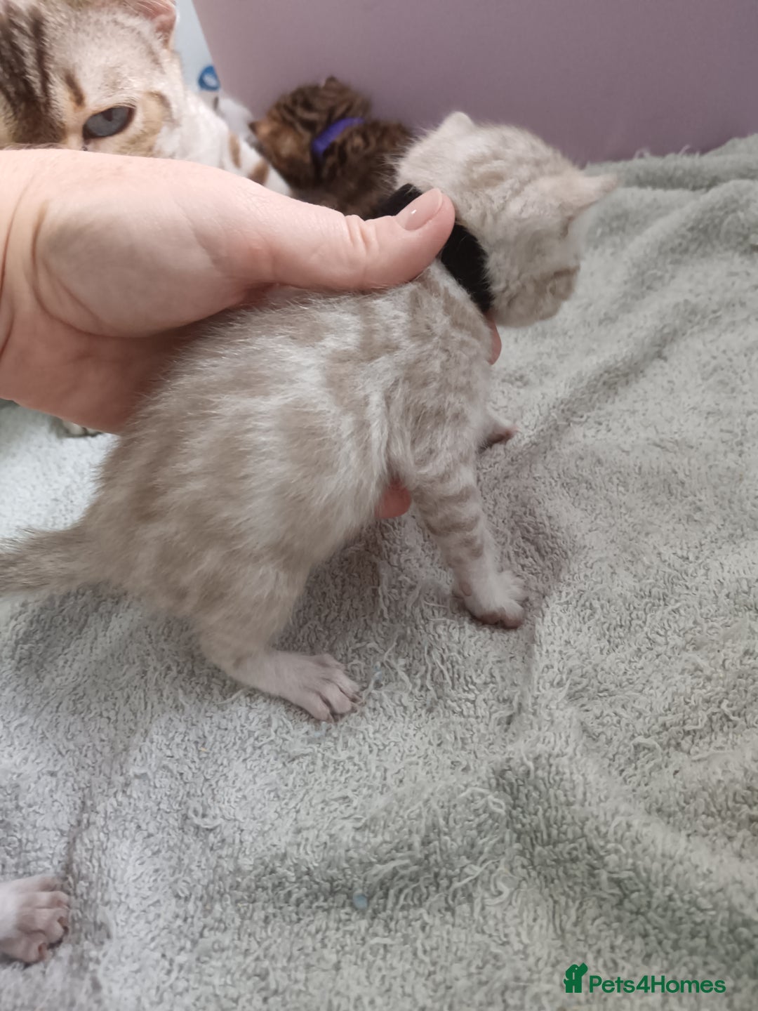 Bengal cats for sale: Tica RG pure bengals  - Image 14