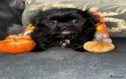 Shih Tzu dogs for sale: 🩷🩷 Stunning Black Shih Tzu Girls 🩷🩷 - Image 7
