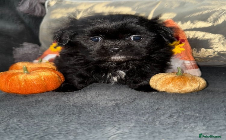 Shih Tzu dogs - Advert 14