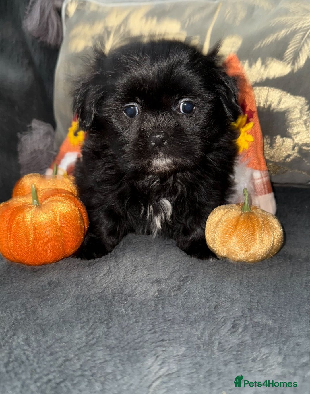 Shih Tzu dogs for sale: 🩷🩷 Stunning Black Shih Tzu Girls 🩷🩷 - Image 7