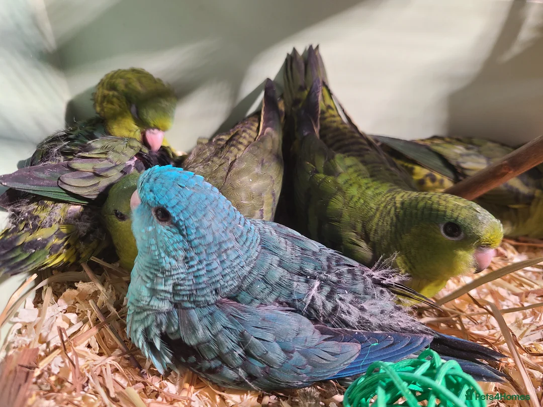Parakeets birds for sale: Lineolated Parakeets - Advert 2