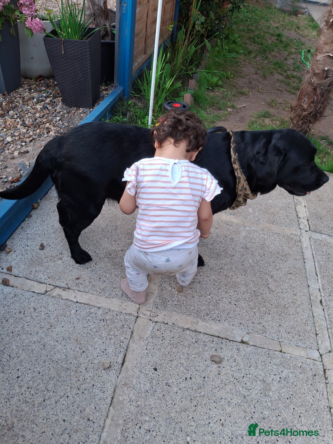 Labradoodle dogs for sale: 🌹Rose  - Image 4