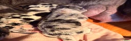 Great Dane dogs for sale: Great danes puppies - Advert 32