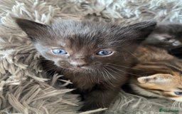 British Shorthair cats for sale: 3 Beautiful Kittens Left - Image 1