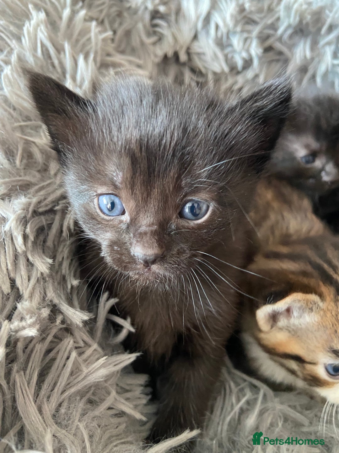 British Shorthair cats for sale: 3 Beautiful Kittens Left - Image 1