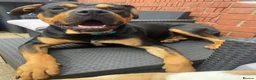 Mixed Breed dogs for sale: Rocco 19 month old Rottweiler cross - Advert 4