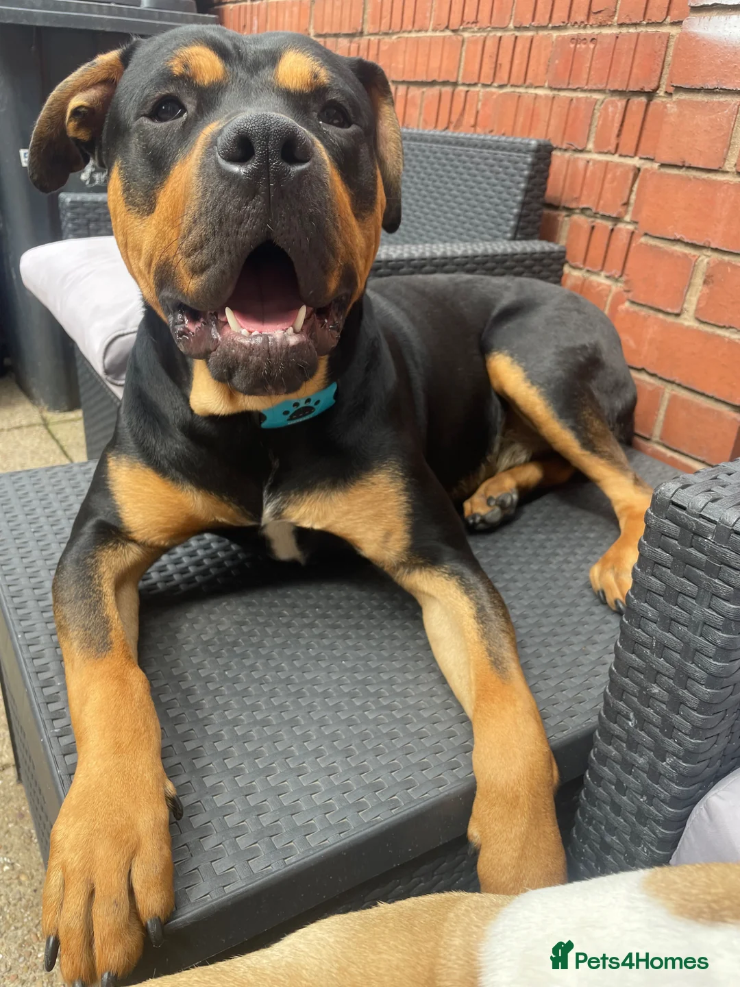 Mixed Breed dogs for sale: Rocco 19 month old Rottweiler cross - Advert 4