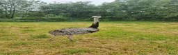 Emus poultry for sale: Rhea chicks grey and white  - Advert 3
