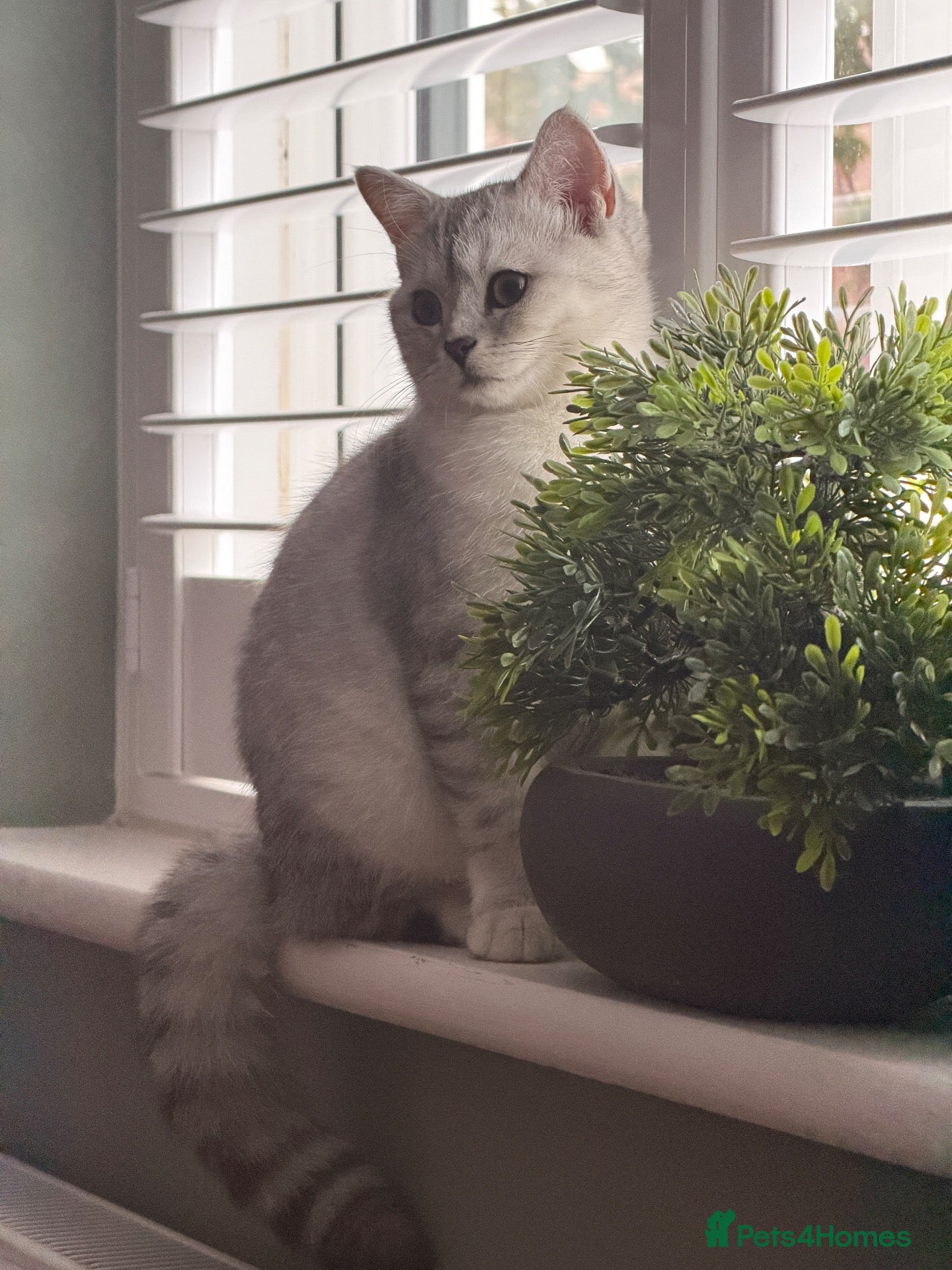 British Shorthair cats *Ready* 2 White & Grey British Short Hair Kittens  - Advert 2