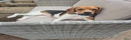 Beagle dogs for adoption: Masha - Advert 2