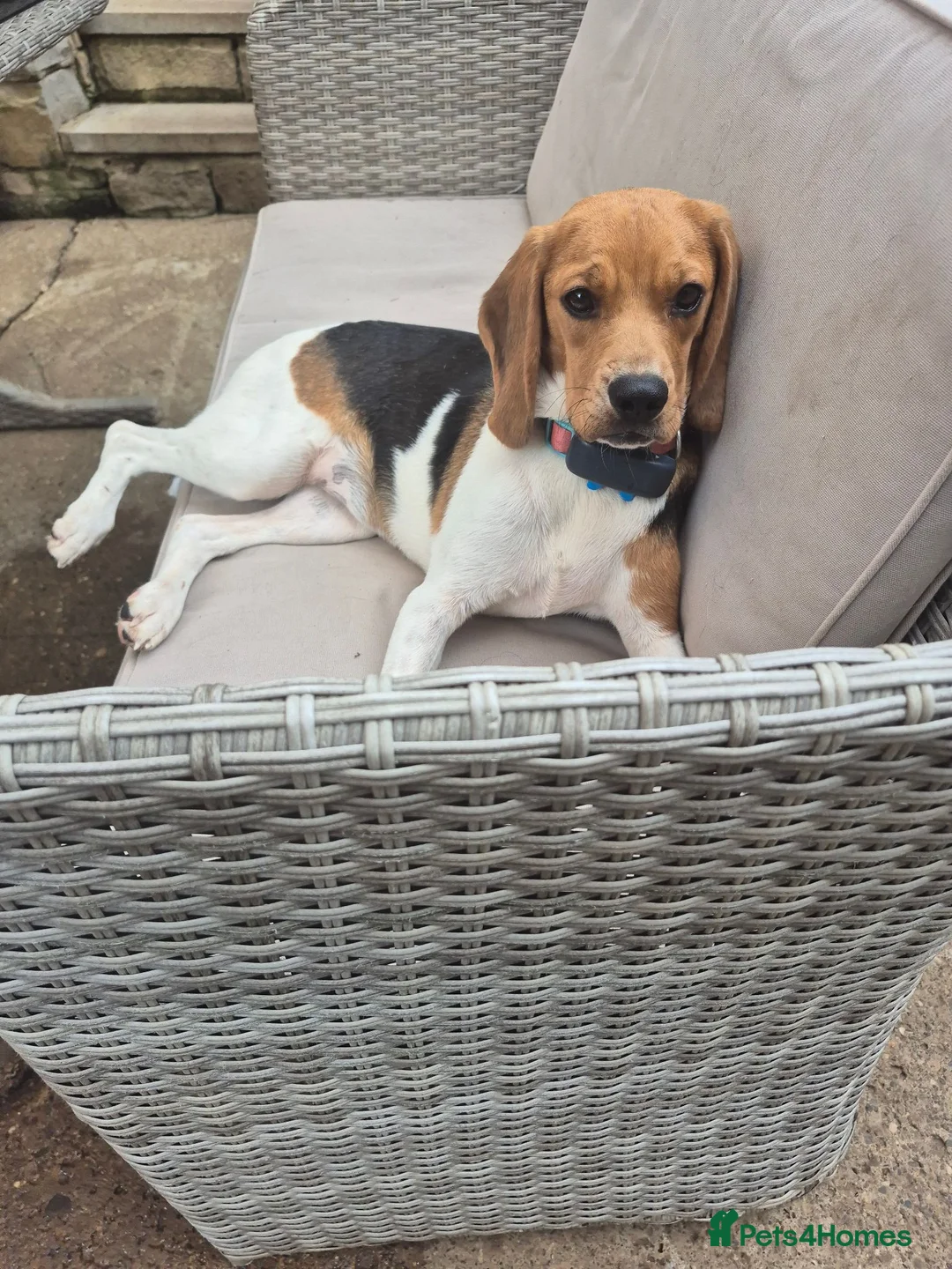 Beagle dogs for adoption: Masha - Advert 2
