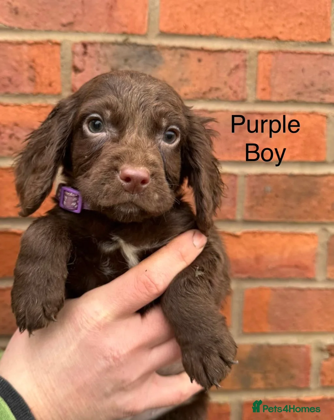 Cocker Spaniel dogs for sale: Ready Now- Working Cocker Spaniel Puppies - Advert 6