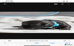 Mixed Breed dogs for sale: 6 Gorgeous Shorkie’s ready 20/12/025 - Advert 17