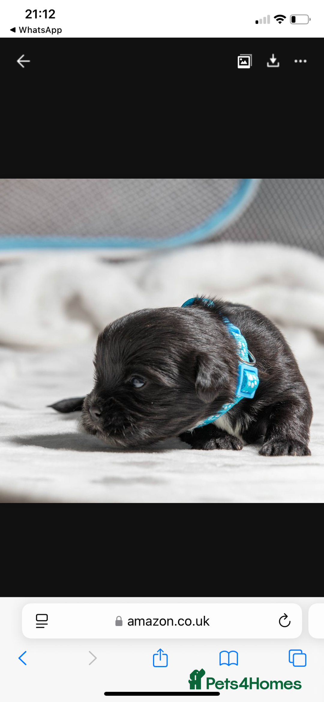 Mixed Breed dogs for sale: 6 Gorgeous Shorkie’s ready 20/12/025 - Advert 17