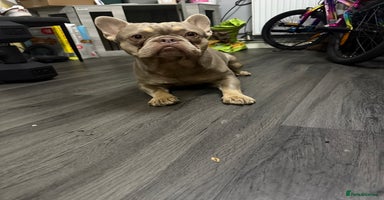 French Bulldog dogs - Advert 3