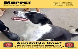 Mixed Breed dogs for adoption: Muppet, 18 months. Available for adoption. - Image 1