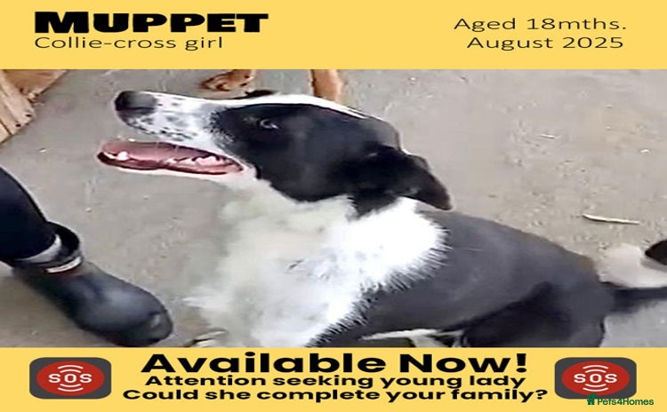 Mixed Breed dogs - Advert 5