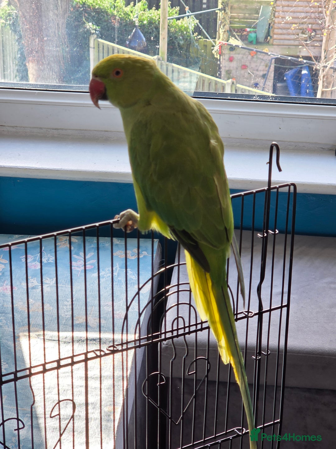 Ringnecks birds for sale: ​🦜 Active Ringneck Parrot For Sale - Advert 3