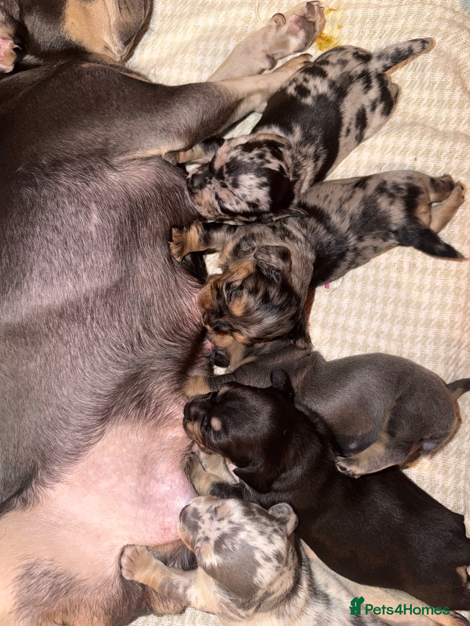 Mixed Breed dogs Miniature Daschund X Frenchie puppies - Advert 12