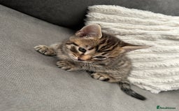 Mixed Breed cats for sale: 2 beautiful male kittens ready to go! - Image 6